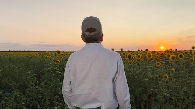 Farmer appreciating the field of sunflowers, Back view of a man in nature, Dramatic sunset over sunflower land, Golden hour magic captured, A moment of peace and reflection, Sunflowers stretching