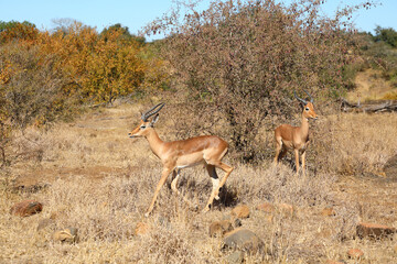 Naklejka premium Schwarzfersenantilope / Impala / Aepyceros melampus