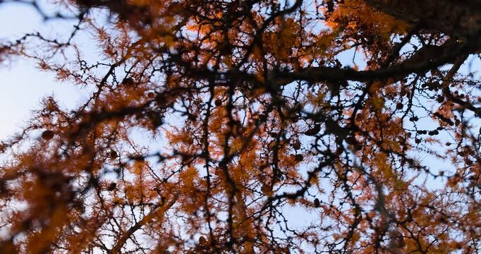 orange larch needles against the blue sky in the autumn , the needles are soft and illuminated by sunlight during the autumn in sunny weather, autumn fall