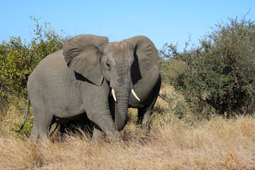 Fototapeta premium Afrikanischer Elefant / African elephant / Loxodonta africana