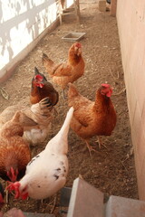 Colorful chickens in a coop © Sarah