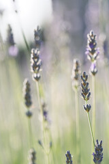 Fototapeta premium Lavender Flower Spike in Soft Sunlit Blur