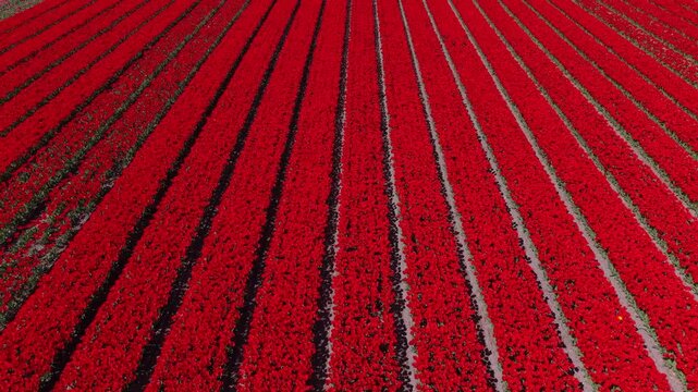 Aerial view of endless vibrant red tulip fields with perfectly geometric rows filling the frame in the Dutch countryside during spring in the Netherlands.