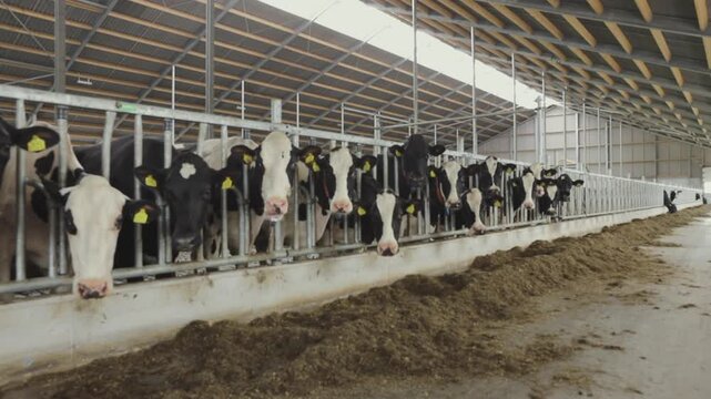 Frisian Holstein cows in modern stable at Dairy farm. Cows at feeding gate.