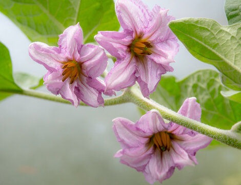 Canada, BC, Delta.  Eggplant flowers.  (solanum melongena)