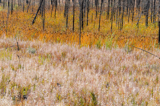 Canada, BC, Clinton.  Explosion of new growth under burned trees from forest fire.  Predominantly fireweed (chamaenerion angustifolium)