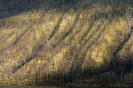 Canada, BC, Clinton.  Mountainside covered in dead trees, burned in massive wildfire 4 years previous. 