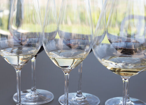 Canada, BC, Okanagan Valley.  Wine glasses prepared for white wine tasting at winery.  The Okanagan Valley is the premier wine growing region in Canada.