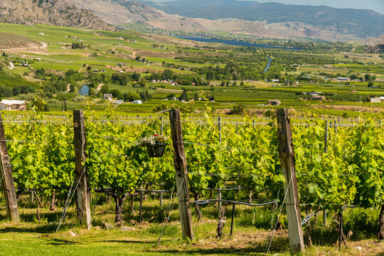 Canada, BC, Okanagan Valley.  Grape vines in the early summer.  The Okanagan Valley is the premier wine growing region in Canada.