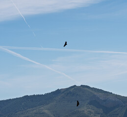 Obraz premium Griffon Vultures Circling Above Spanish Mountains