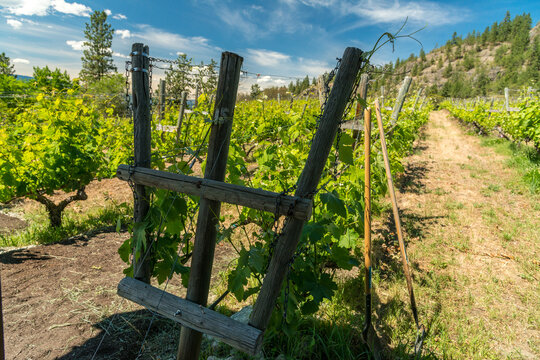 Canada, BC, Naramata.  Attractive wooden end post assembly for grape vine trellis in Okanagan vineyard.