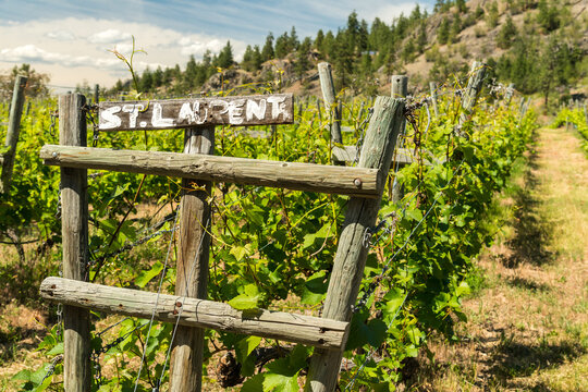 Canada, BC, Naramata.  Attractive wooden end post assembly for grape vine trellis in Okanagan vineyard.