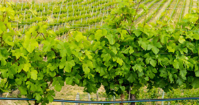 Canada, BC, Naramata.  Robust, healthy grape vines on the Naramata Bench