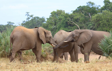 Fototapeta premium Afrikanischer Elefant / African elephant / Loxodonta africana