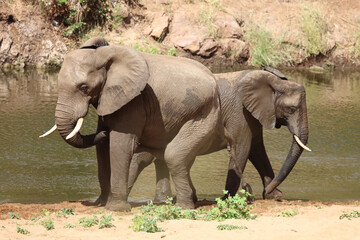Fototapeta premium Afrikanischer Elefant / African elephant / Loxodonta africana