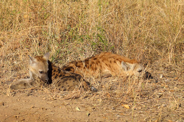 Fototapeta premium Tüpfelhyäne / Spotted hyaena / Crocuta crocuta