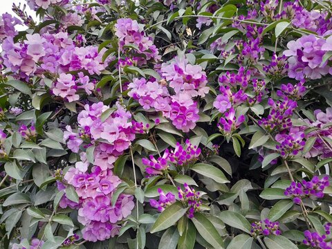 Dense cluster of blooming violet garlic vine (Mansoa alliacea) flowers and green foliage background.
