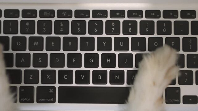 Top shot view funny dog feet and paws typing on laptop computer keyboard. Cute small pet canine puppy using computer working and writing. Quirky meme style joke. Office and paperwork done by an animal