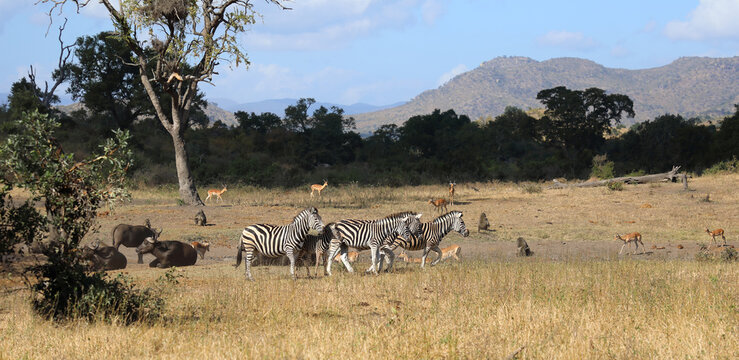 Kaffernb&uuml;ffel und Steppenzebra / African buffalo and Burchell's zebra / Syncerus caffer et Equus burchellii