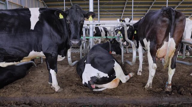 Frisian Holstein cows in modern stable at Dairy farm