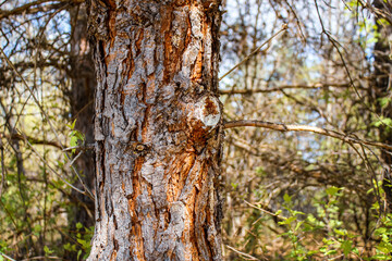 Obraz premium the rough, textured bark of a pine tree with visible sap on a spring day. nature background.