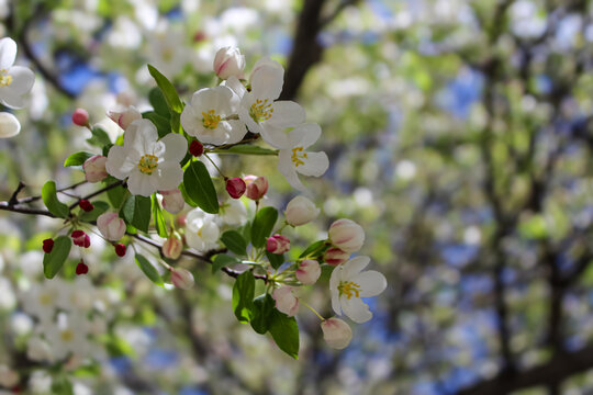 Spring blooming white crabapple tree flowers with pink buds against a blue sky. Bokeh light background.