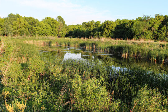 a wetland ecosystem, characterized by shallow water and dense aquatic vegetation like reeds and cattails