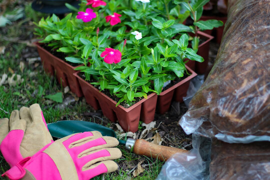Getting ready to plant colorful pink vinca flowers in the garden with soil mulch bag, trowel, and pink gardening gloves. Hobbies and lifestyle,