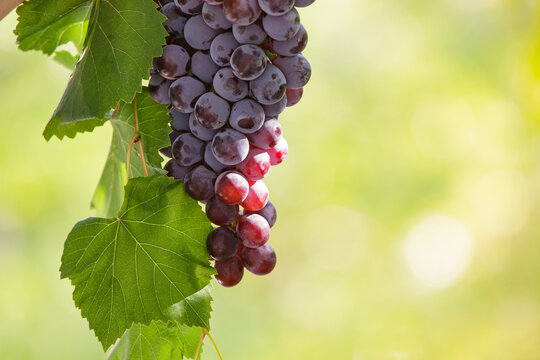 Bunch of ripe red grapes hanging on a vine with copy space for text.
