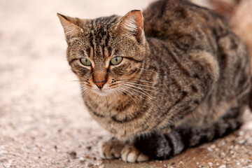 Hauskatze (Felis silvestris catus)  © AnnaReinert