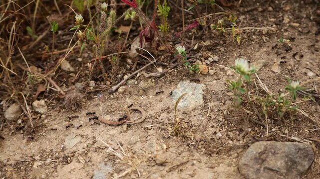 Macro video of a determined ant carrying a large piece of wood across the forest floor in its natural habitat. The footage captures the impressive strength and persistence of the tiny insect