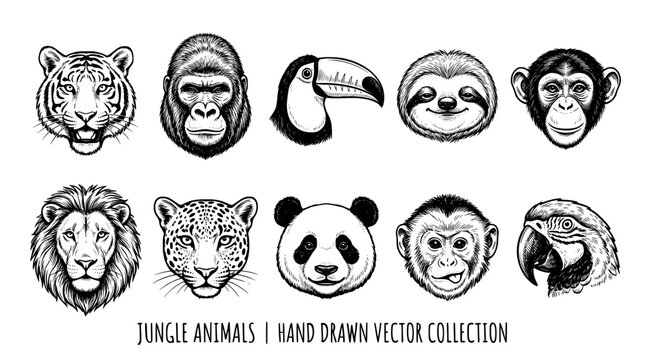 Jungle animals hand drawn vector collection