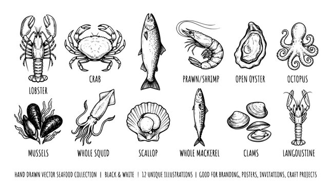 Hand drawn seafood collection illustration