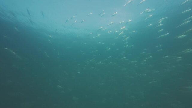 School of tiny bait fish swimming in the sea. Paraty town, Brazil