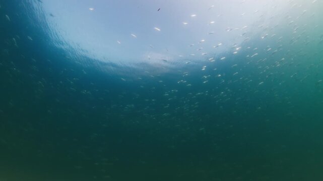 School of tiny bait fish swimming in the sea. Paraty town, Brazil
