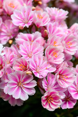 Obraz premium Blossom on alpine mountains wild flowers Lewisia Cotyledon, Siskiyou lewisia and cliff maids original from Oregon and Californnia, garden plant