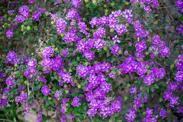 Obraz premium Purple blossom of Lantana montevidensis ornamental plant in summer garden
