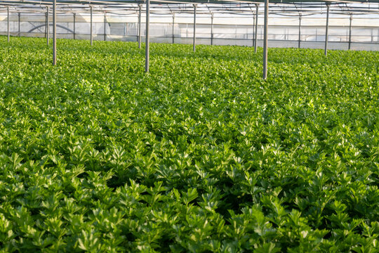 Greenhouses in the fertile valley around the city of Fondi in Italy, vegetable cultivation, celery plants