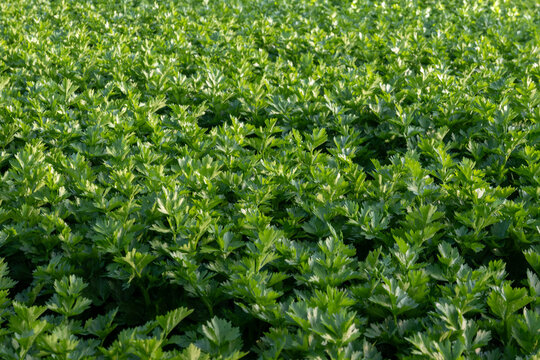 Greenhouses in the fertile valley around the city of Fondi in Italy, vegetable cultivation, celery plants