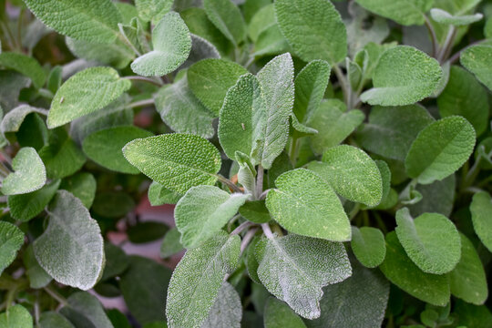 Green leaves of Sage plant, using for cooking and medicine