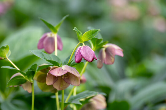 Cultivation of winter blossoming frowers Helleborug or Christmas rose plants in greenhouse in the Netherlands, flowers production in Europe