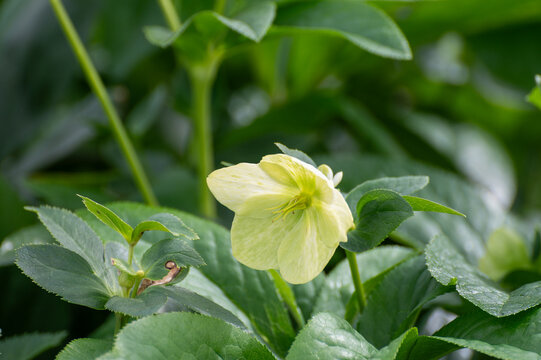 Cultivation of winter blossoming frowers Helleborug or Christmas rose plants in greenhouse in the Netherlands, flowers production in Europe