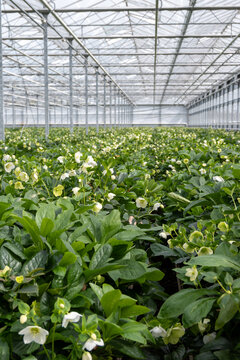 Cultivation of winter blossoming frowers Helleborug or Christmas rose plants in greenhouse in the Netherlands, flowers production in Europe