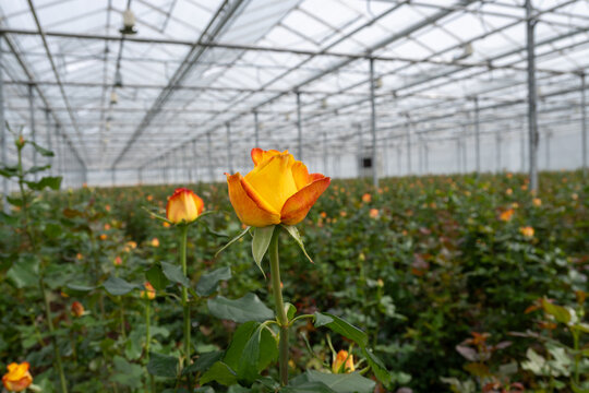 Dutch greenhouse with growing roses flowers, variety of roses, high quality flowers from the Netherlands for export world wide, rows of different roses plants