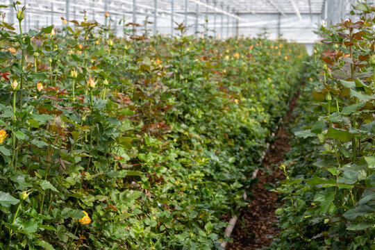 Dutch greenhouse with growing roses flowers, variety of roses, high quality flowers from the Netherlands for export world wide, rows of different roses plants