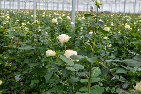 Dutch greenhouse with growing roses flowers, variety of roses, high quality flowers from the Netherlands for export world wide, rows of different roses plants