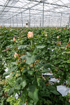 Dutch greenhouse with growing roses flowers, variety of roses, high quality flowers from the Netherlands for export world wide, rows of different roses plants