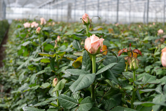 Dutch greenhouse with growing roses flowers, variety of roses, high quality flowers from the Netherlands for export world wide, rows of different roses plants