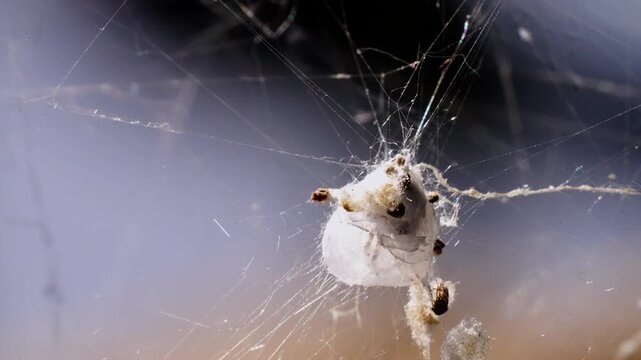 a creepy spider moves inside a cocoon silk sac