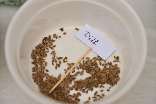 Dill seeds are placed in bowl with handwritten label, gardening gloves and tools nearby